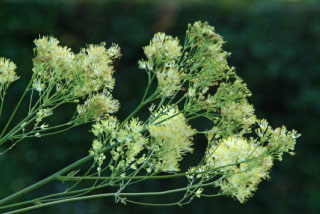 Thalictrum flavum subsp. glaucum Poelruit bestellen